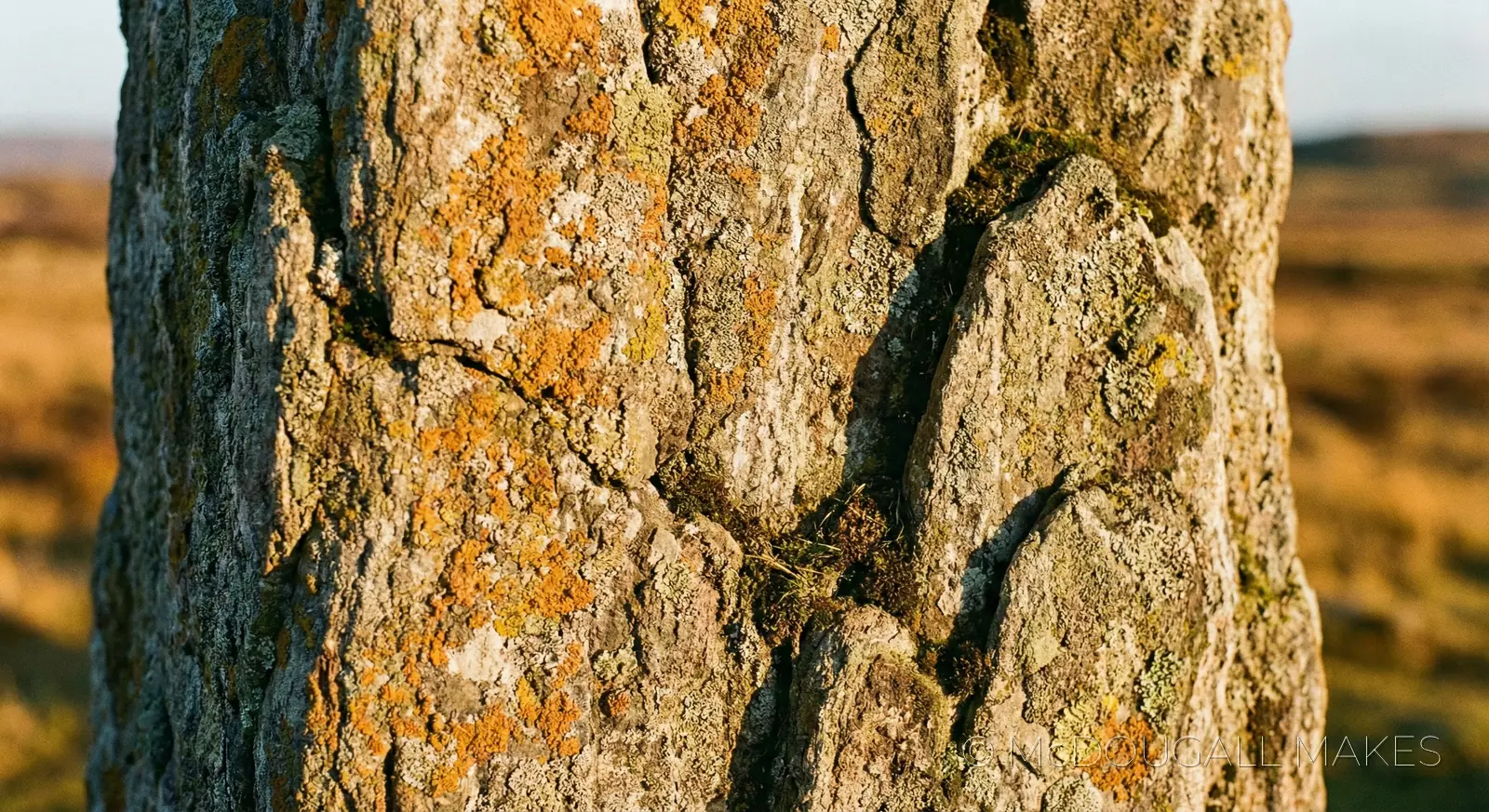 Callanish|Stone|Texture|Macro|Lichen|Detail|Vertical