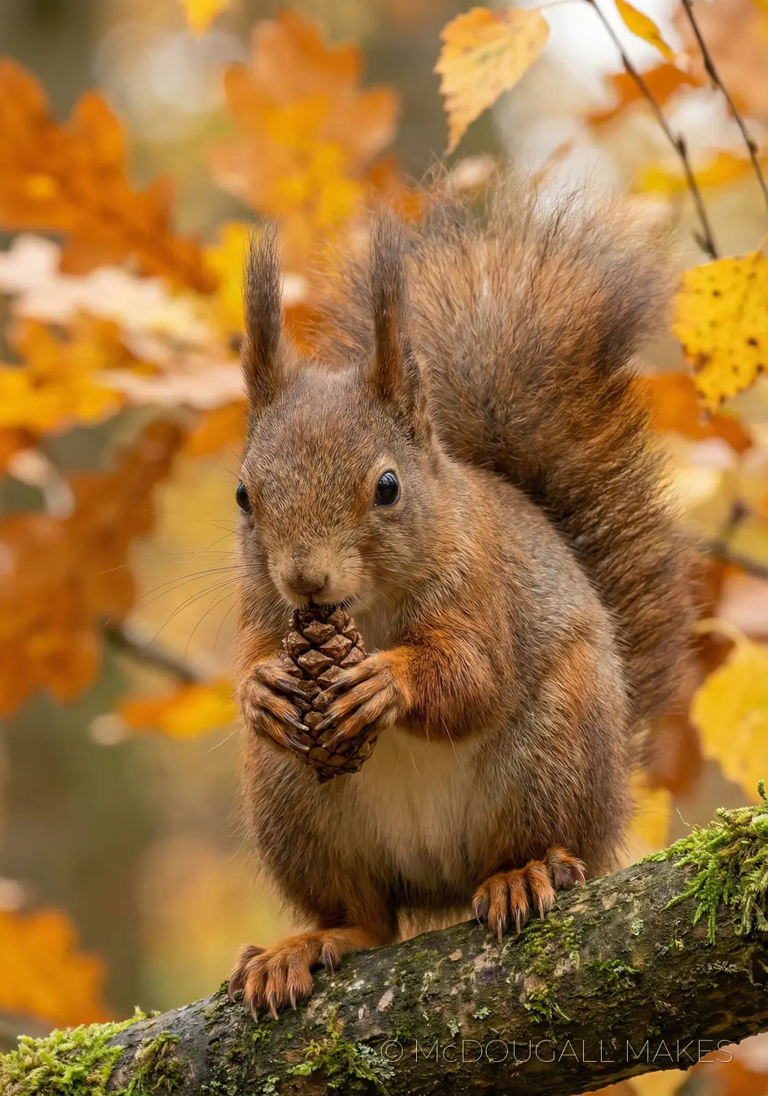 Red Squirrel|Wildlife|Autumn|Forest|Nature|Macro