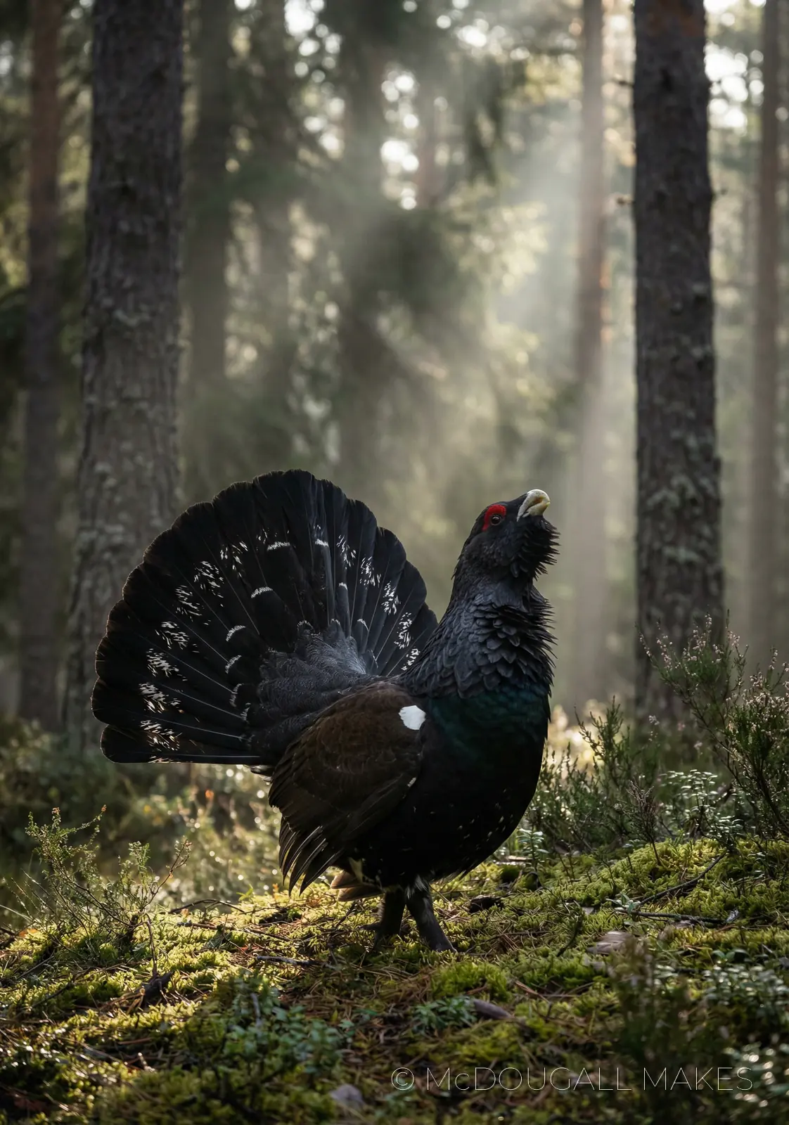 Capercaillie|Wildlife|Forest|Birds|Highlands|Nature|Rare