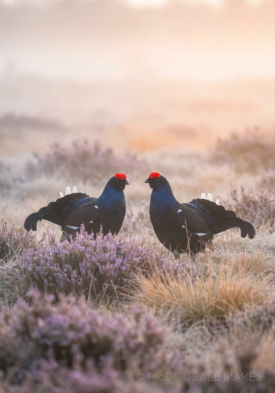 Black Grouse|Wildlife|Moorland|Dawn|Mist|Highlands|Birds