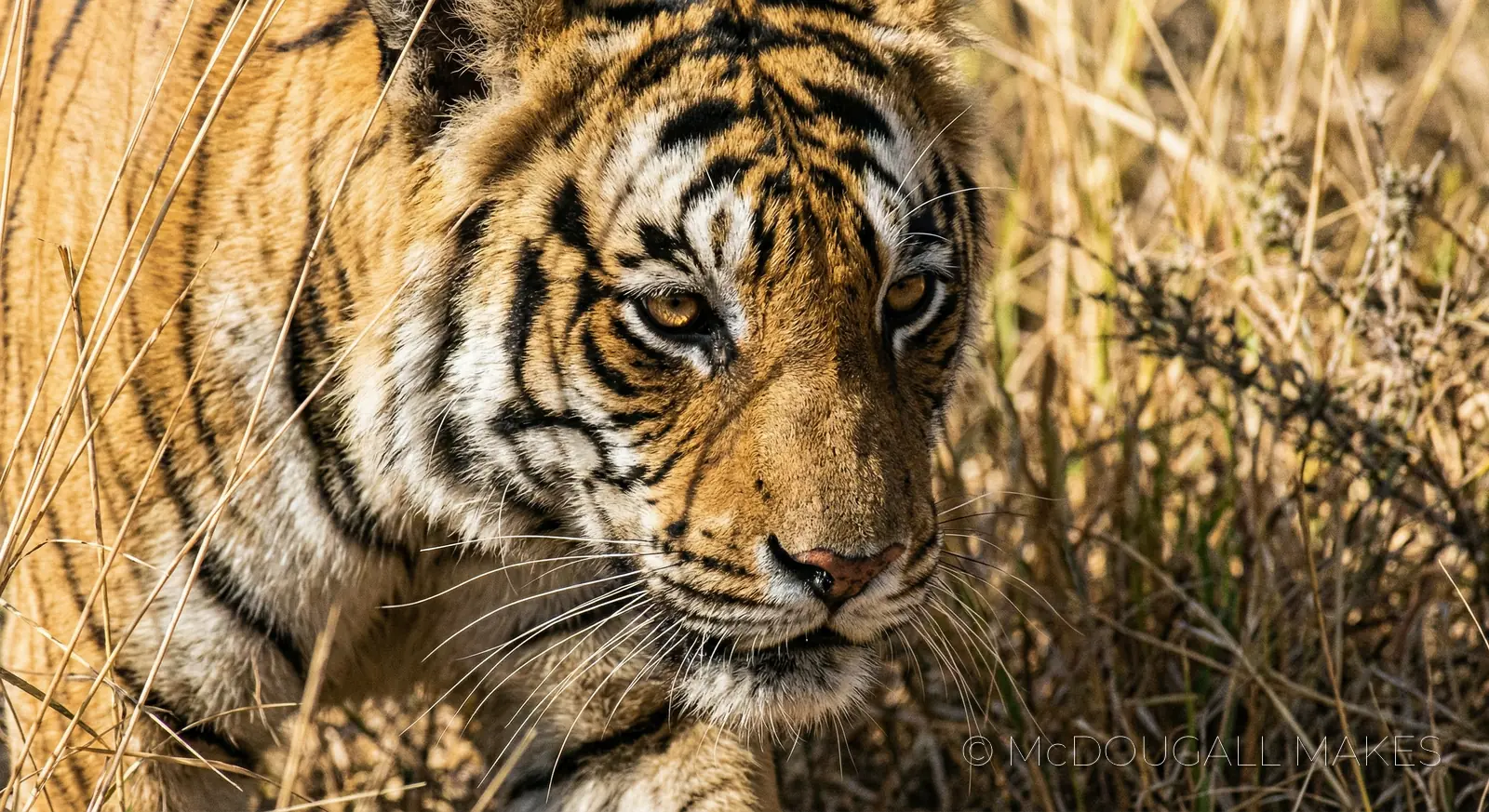 Tiger|India|Jungle|Predator|Stripes|Amber Eyes|Nature