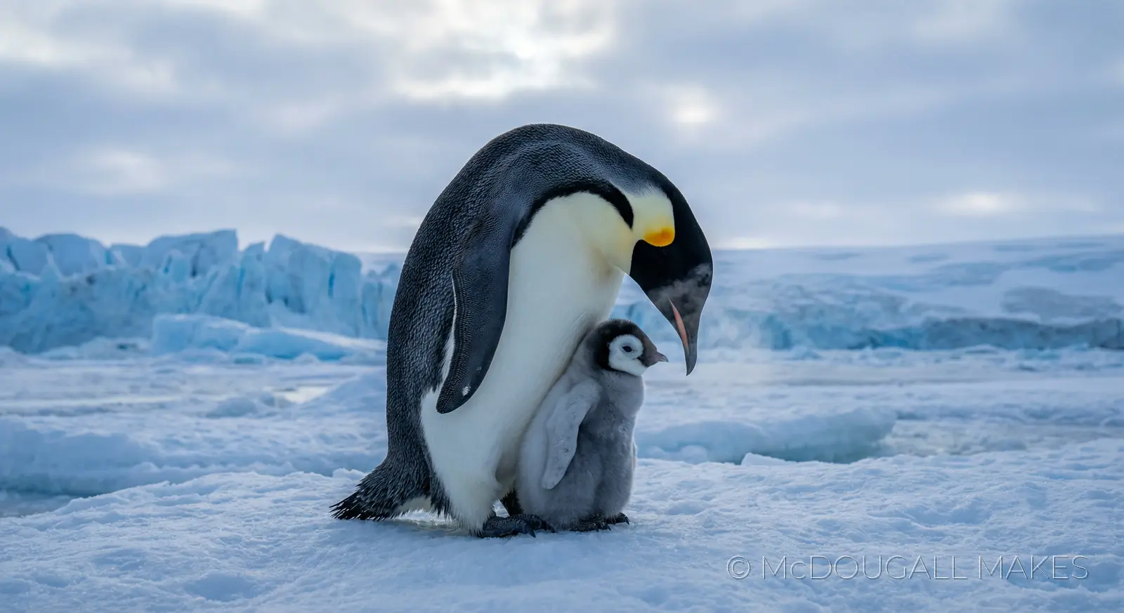 Penguin|Antarctica|Ice|Bird|Wildlife|Family|Cold