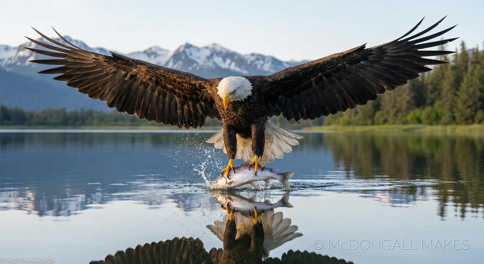 Bald Eagle|Alaska|Bird of Prey|Action|Lake|Wings|Nature