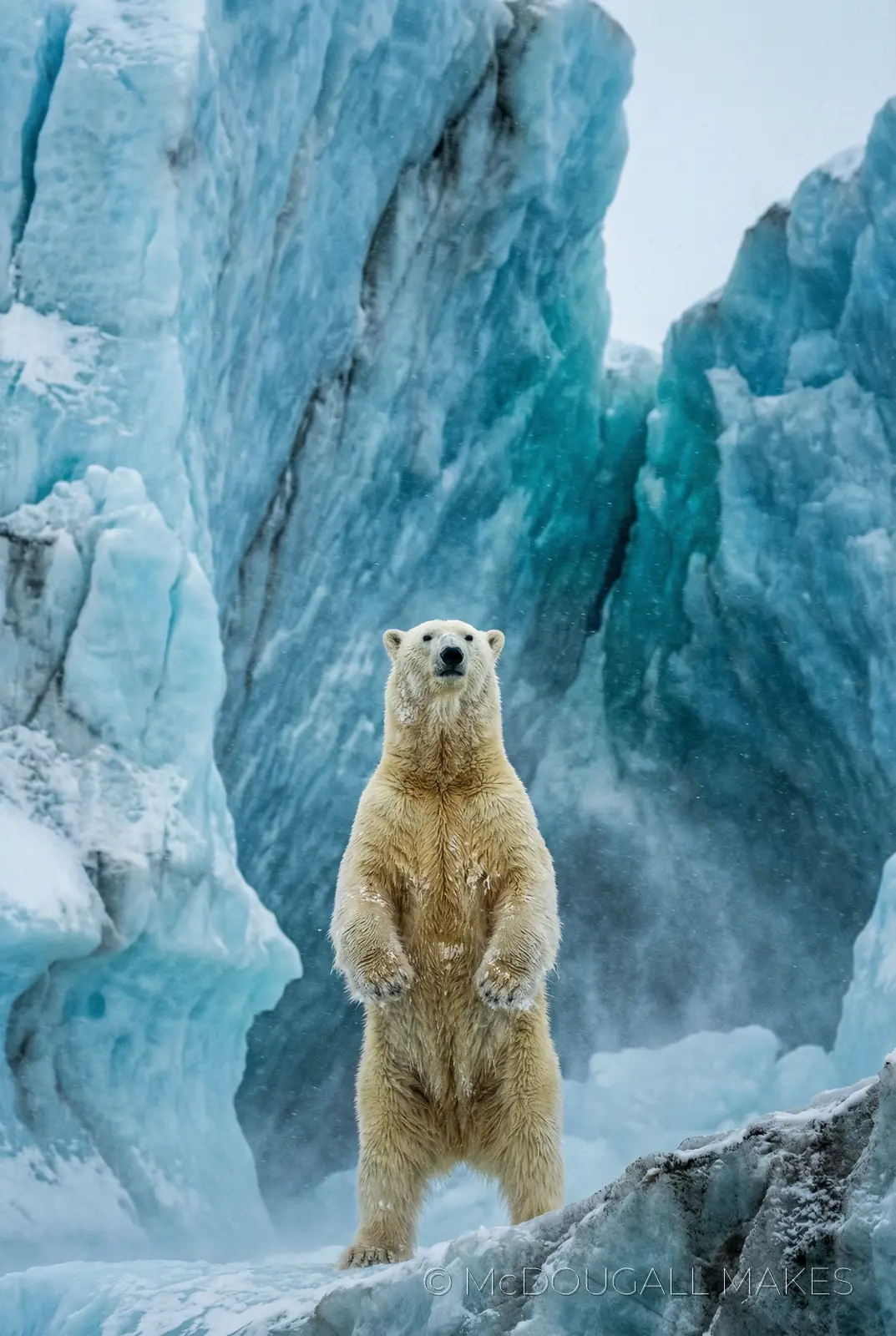 Polar Bear|Arctic|Iceberg|Scale|Vertical|Wildlife|Cold