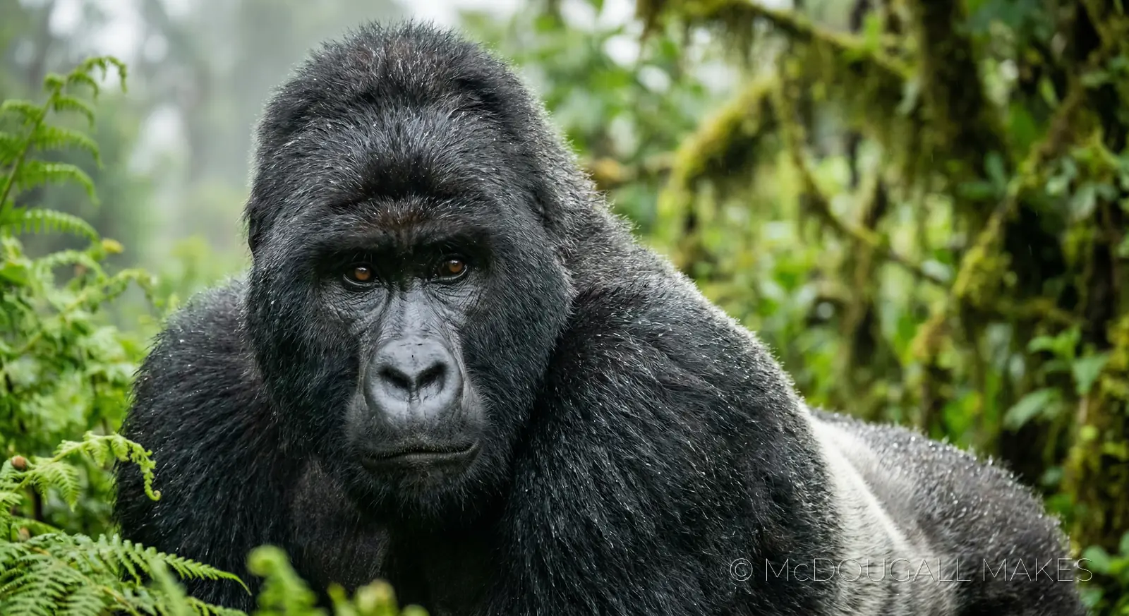 Gorilla|Rwanda|Primate|Jungle|Intense|Portrait|Silverback
