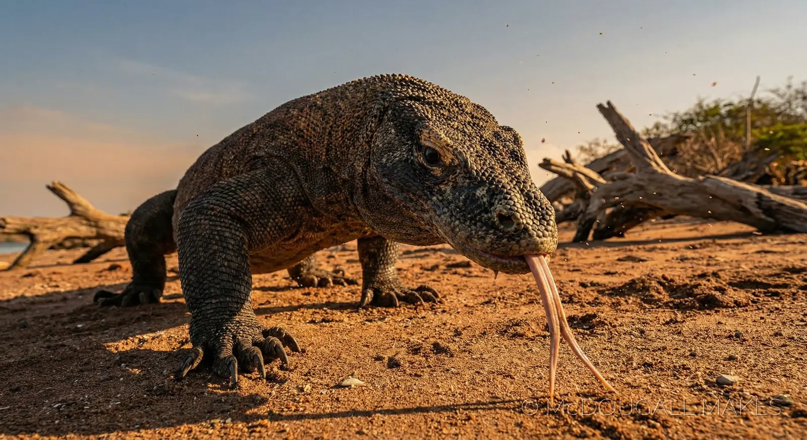 Komodo Dragon|Reptile|Predator|Beach|Indonesia|Lizard|Scale