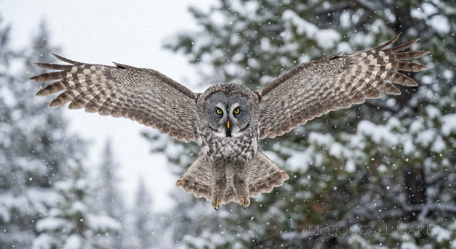 Owl|Bird|Winter|Flight|Action|Forest|Predator