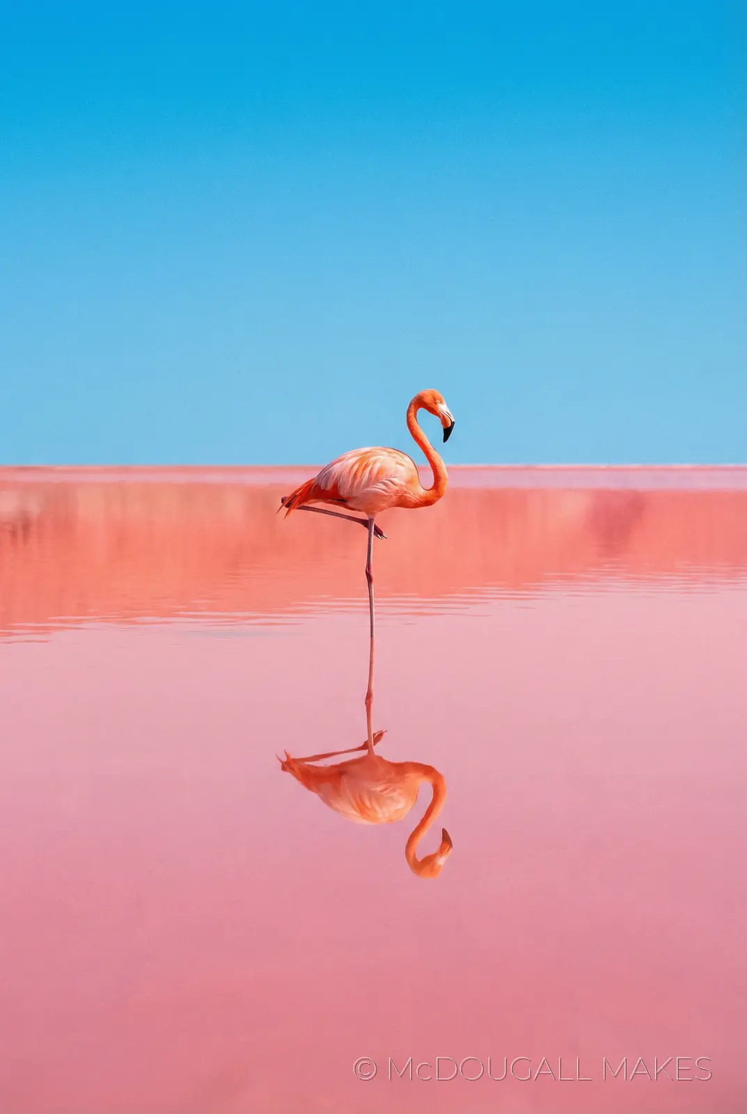 Flamingo|Bird|Salt Lake|Pink|Reflection|Minimalist|Vibrant
